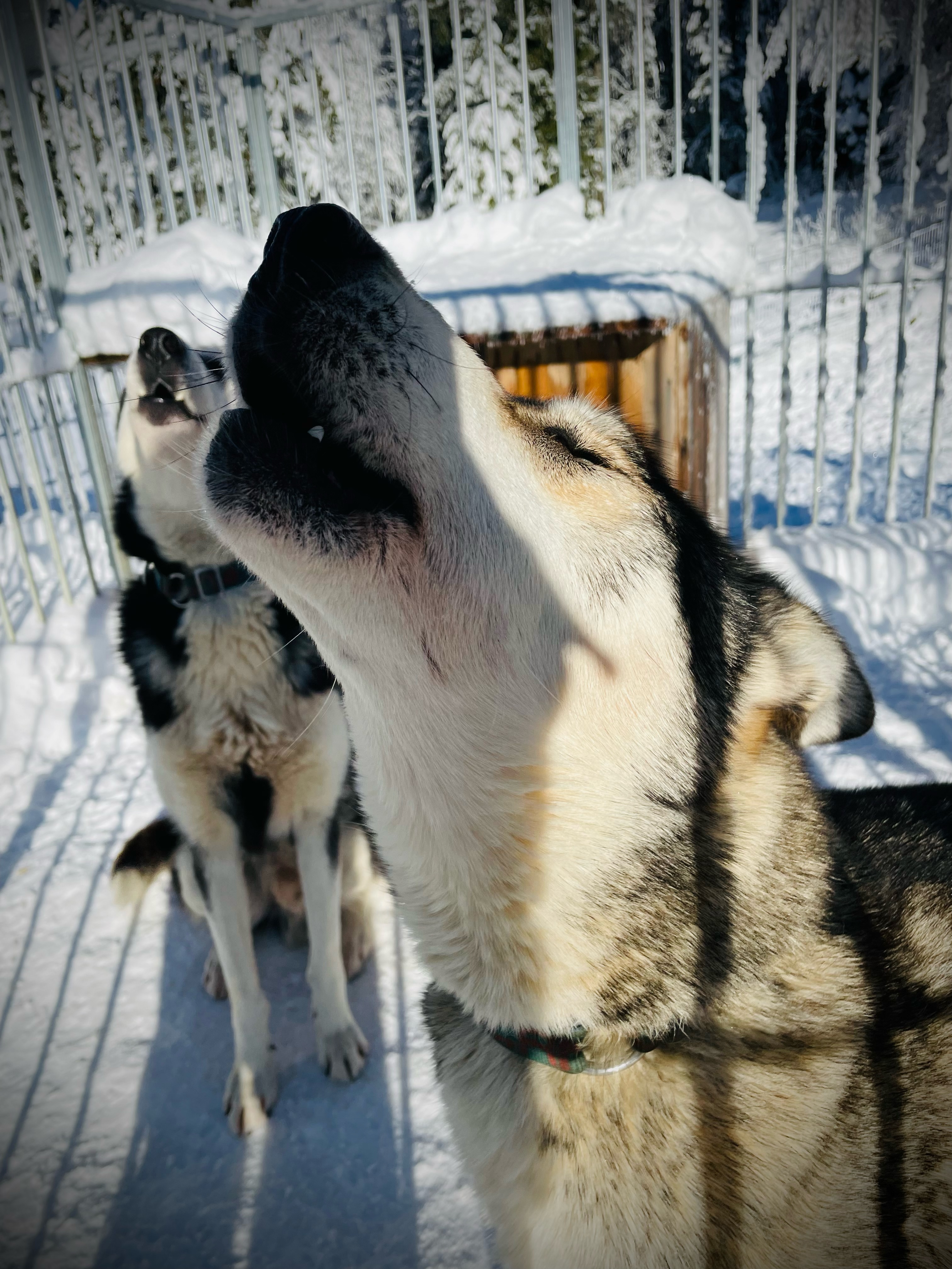 Activits hiver de la Ferme Bertrand et ses chiens des neiges : balade en traneau  chiens