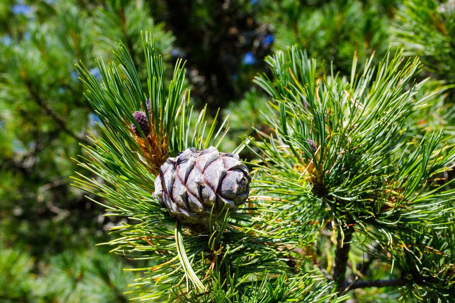 V8 - Boucle du Châtelet_Méribel