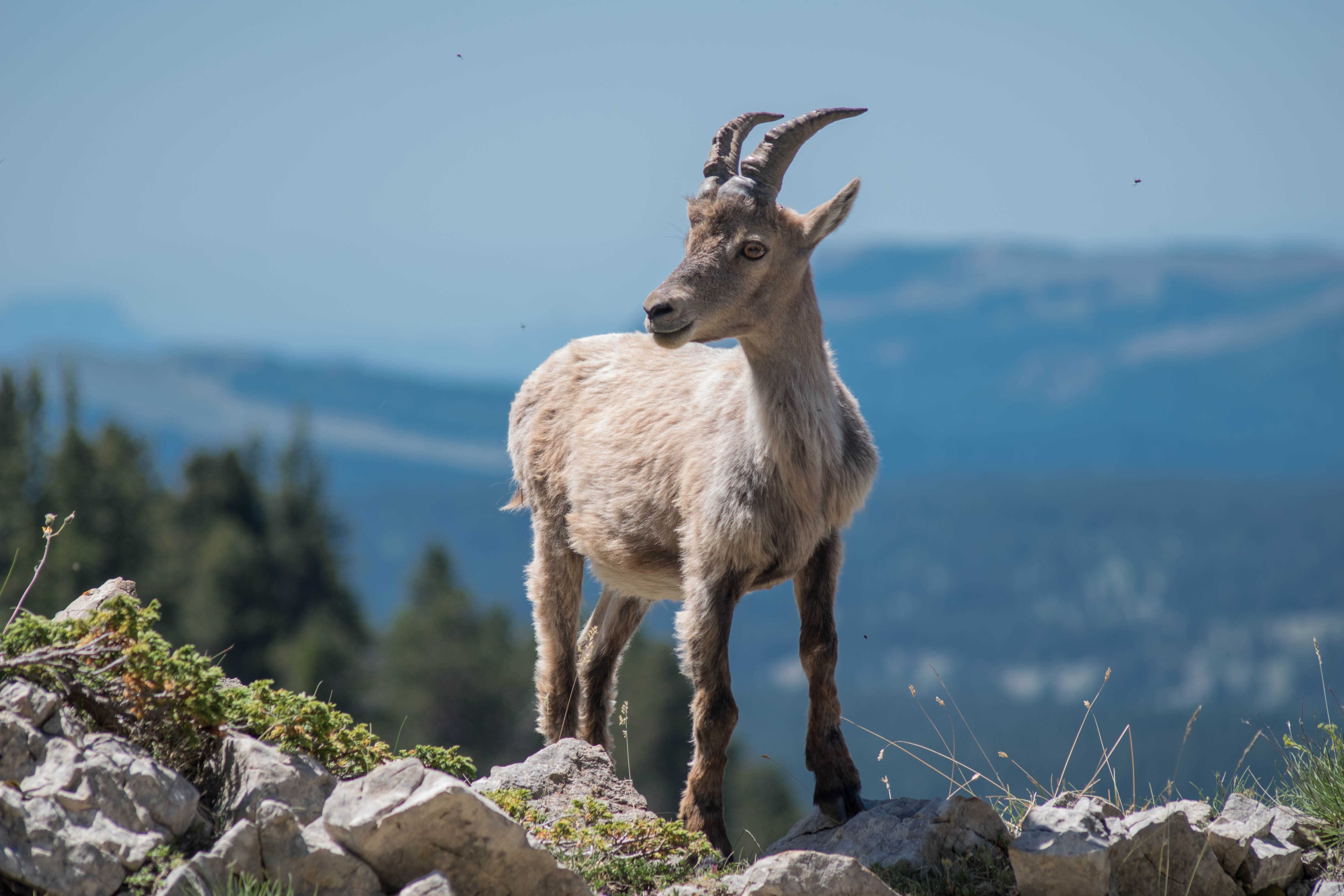 Rando à  la rencontre du Bouquetin avec Christophe Pelet
