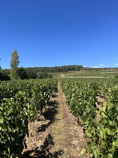 Domaine Bosse-Platière