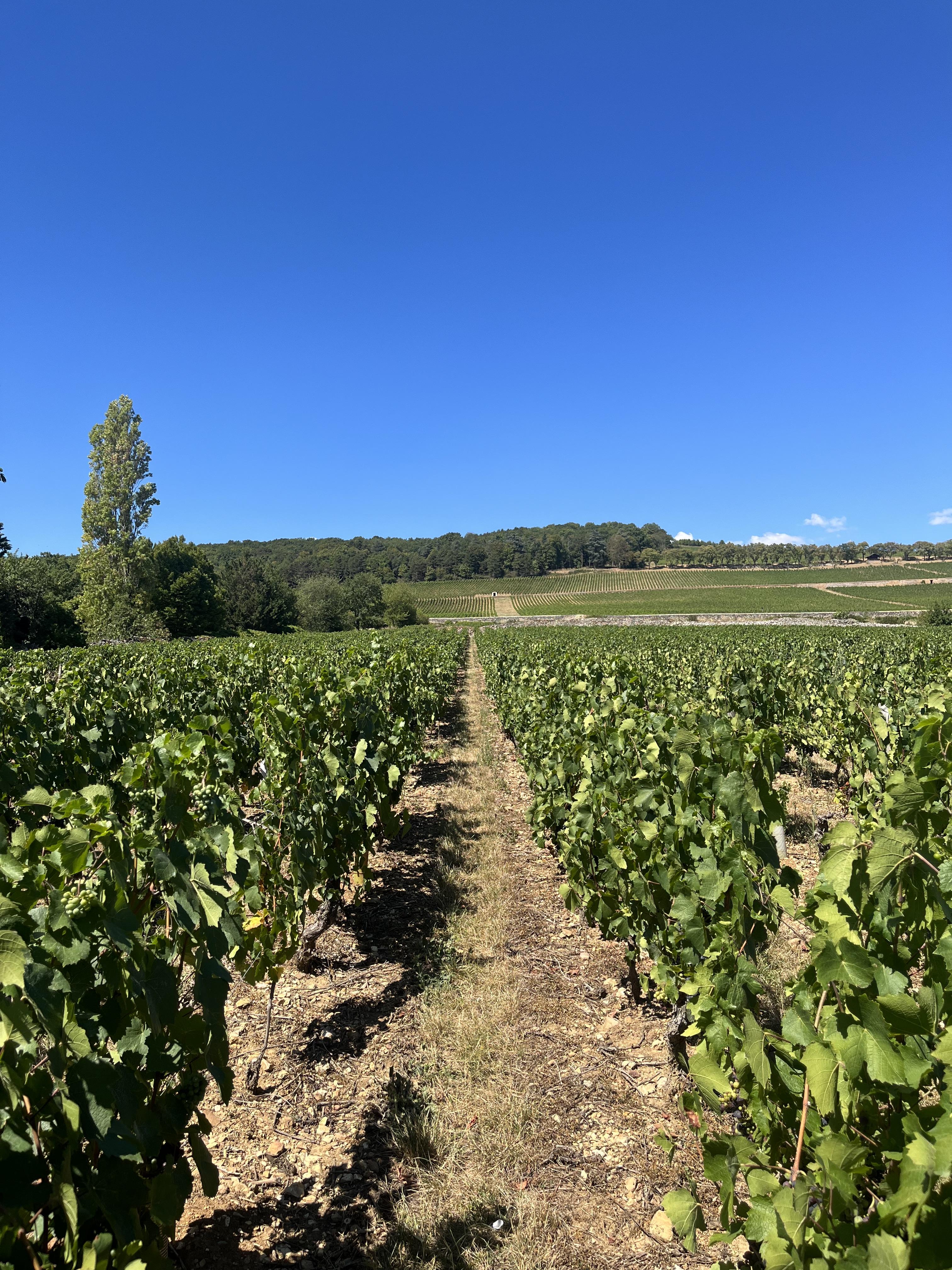 Domaine Bosse-Platière