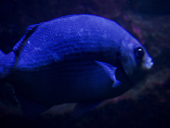 28_DxO