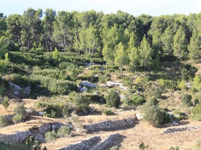 Forêt domaniale de Castillon - photo 4