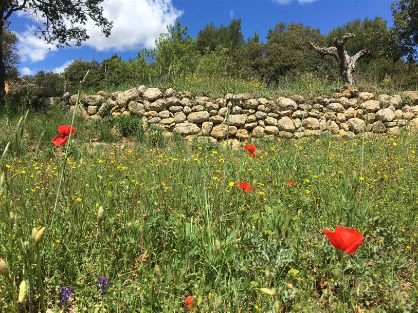 Figuier, Jouques - photo 23