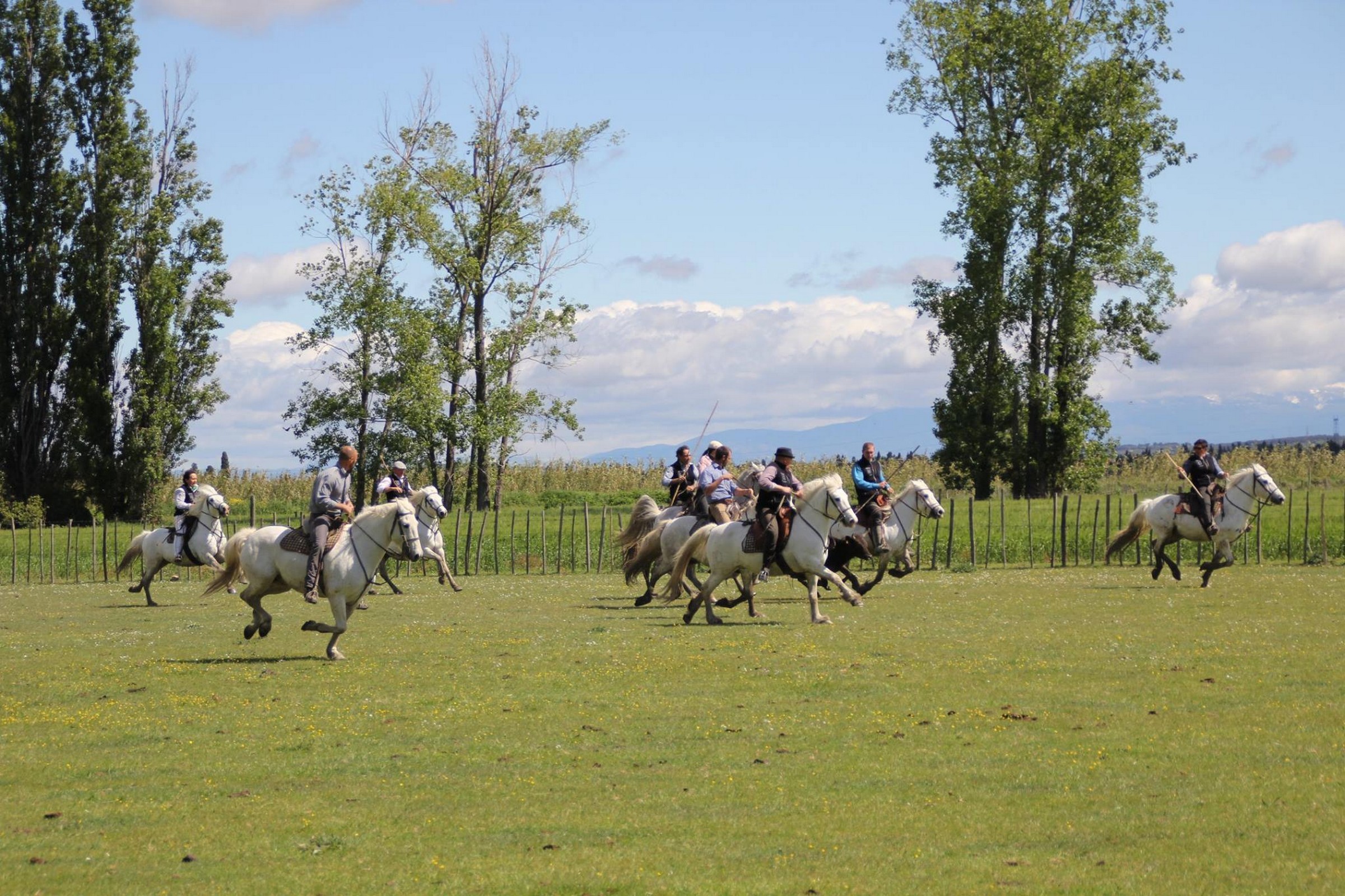 Manade Caillan, Saint-Rémy-de-Provence - photo 8