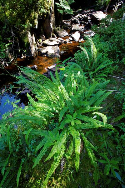 flore-endemique-tourbieres