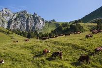Les vaches en pâture dans l'alpage