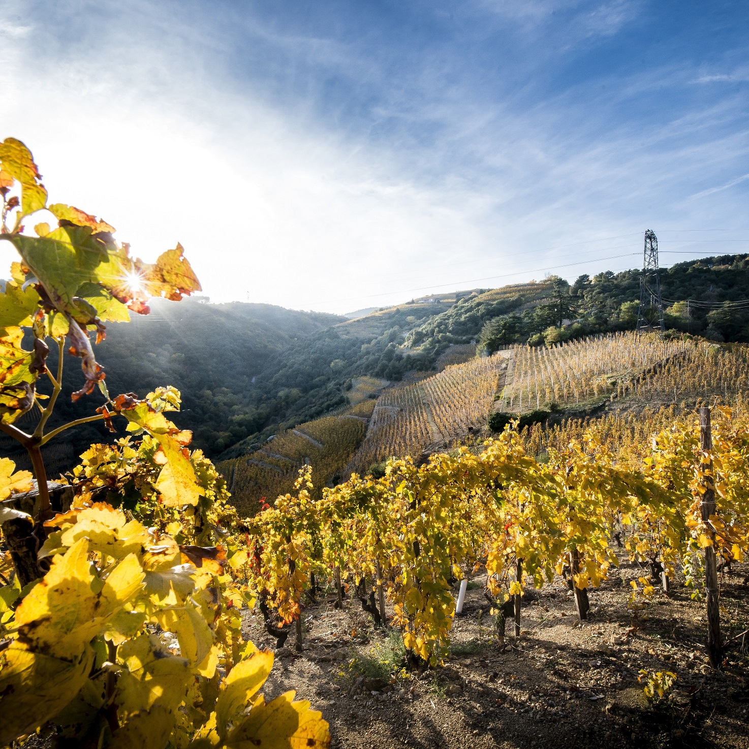 Offre : Marché aux vins Du 20/7/2024 au 28/6/2025