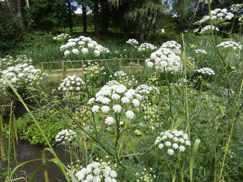 Collections ethnobotaniques : des plantes et des hommes au Jardin botanique de l'Université Paris-Saclay 