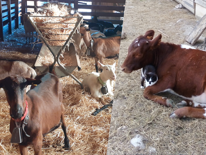 Douceur et harmonie entre les animaux de la Ferme du Naray