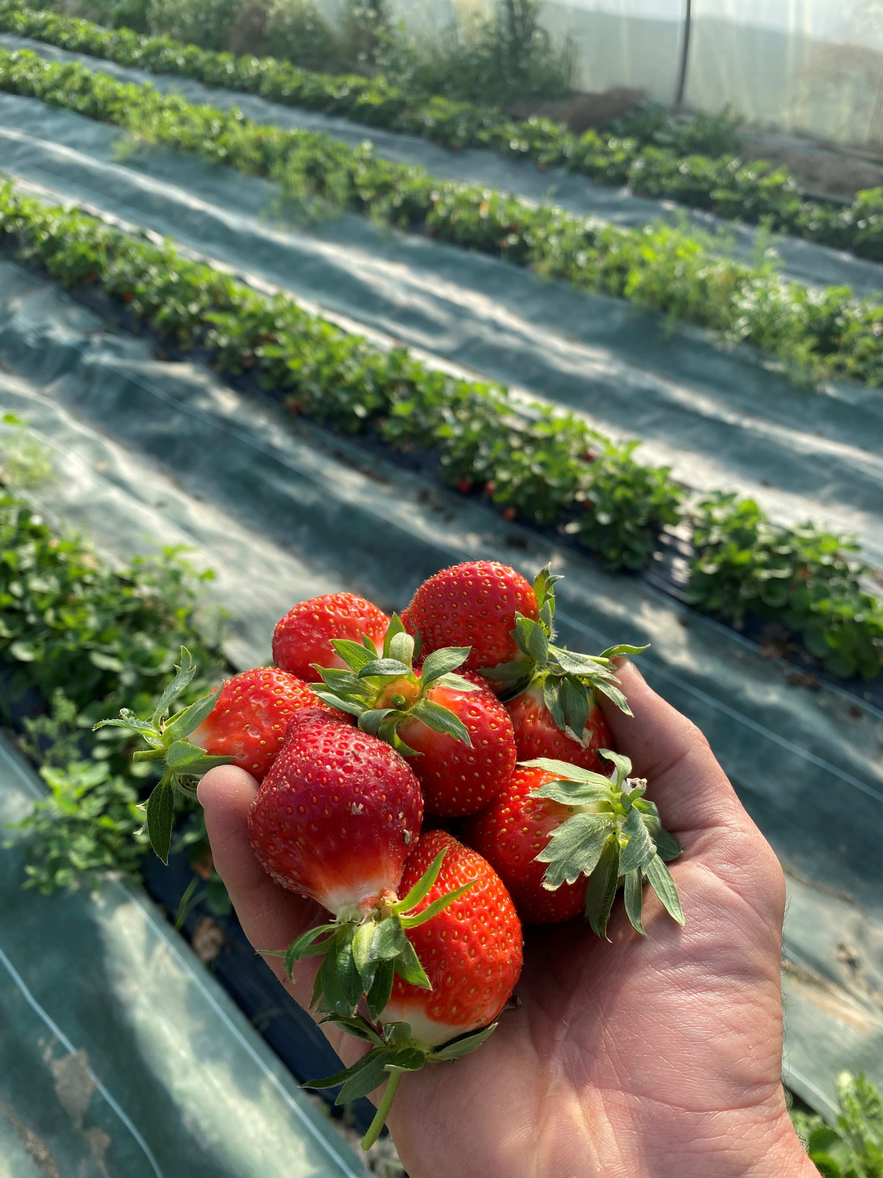 Ferme Auvrai - photo 3