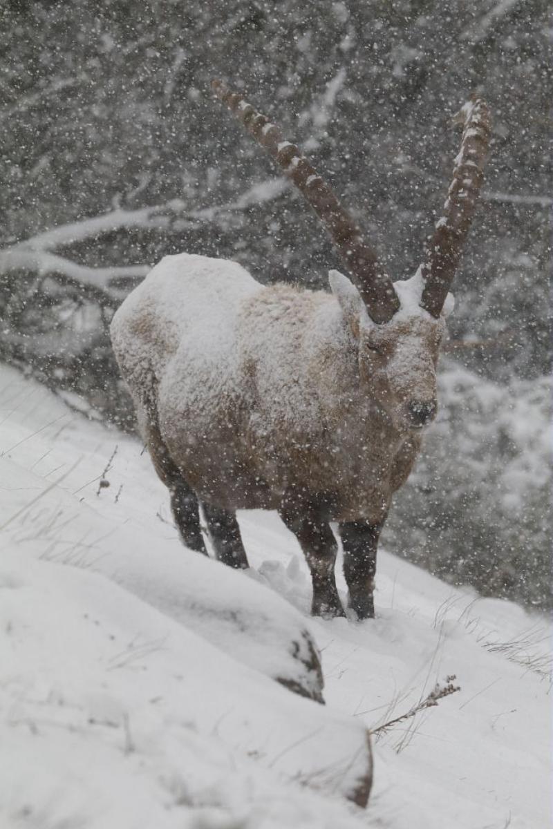 Conférence du Parc national des Ecrins : l'adaptations à hiver