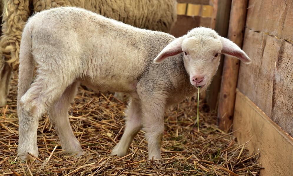 Image lamb-3854470_1920