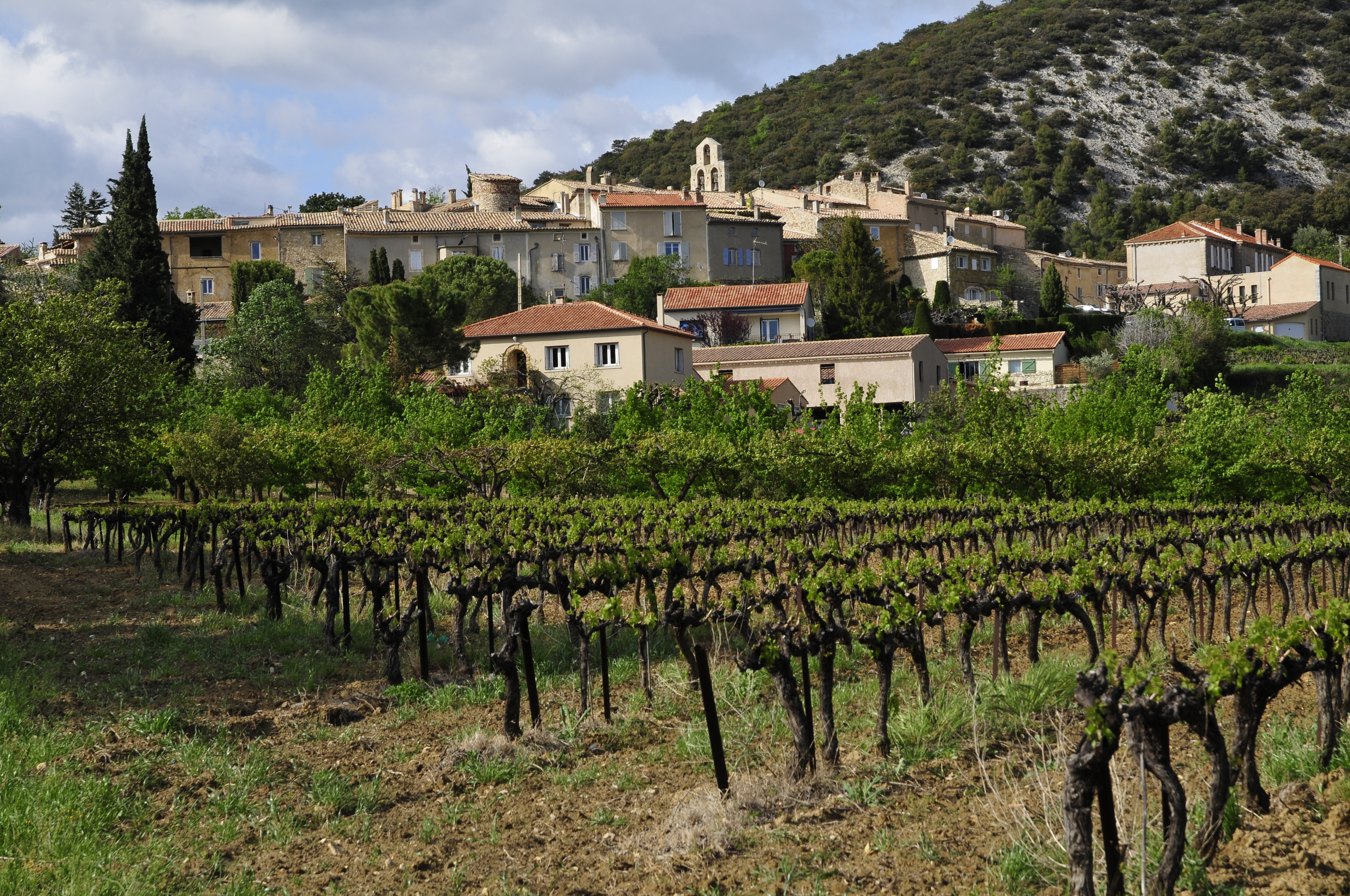 Les vignes de Rousset
