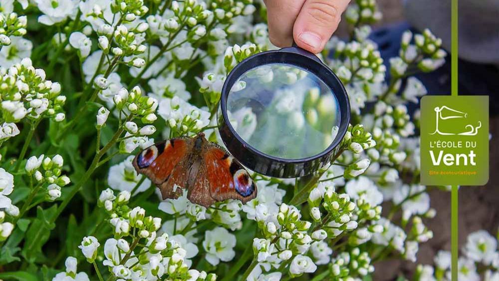 Les papillons à la loupe - Découverte