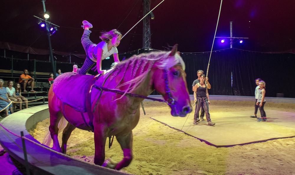 Initiation à la voltige à cheval avec ARDEVAC