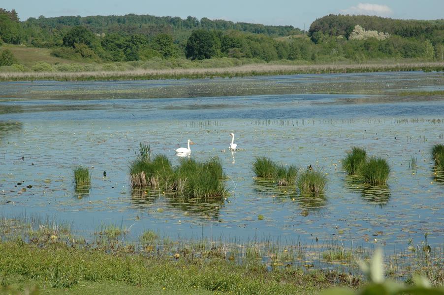 Etang de la Salette - Courtenay