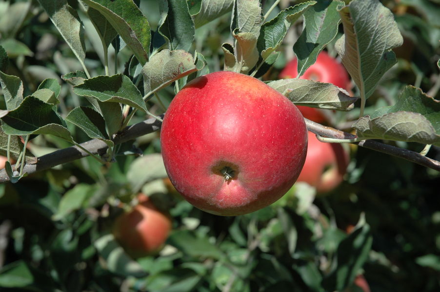 Fête de la pomme - Le Bouchage