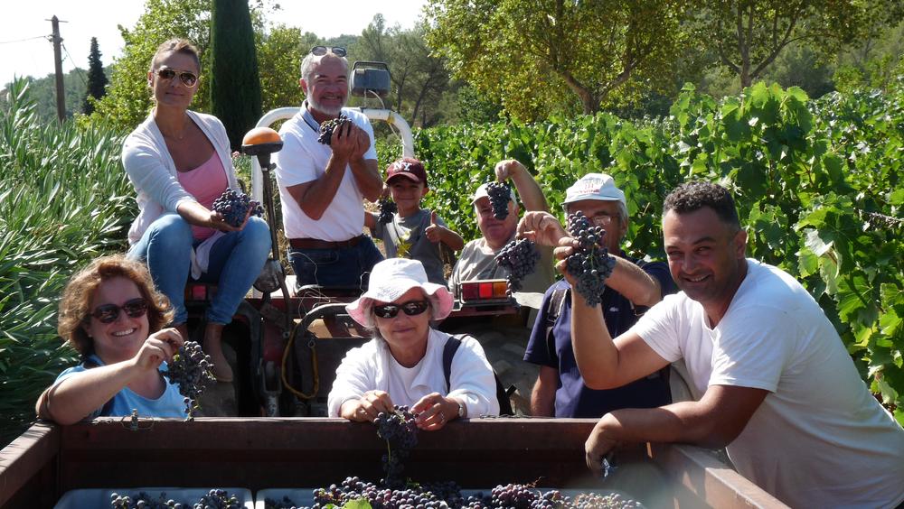 Initiation participative à la cueillette du raisin