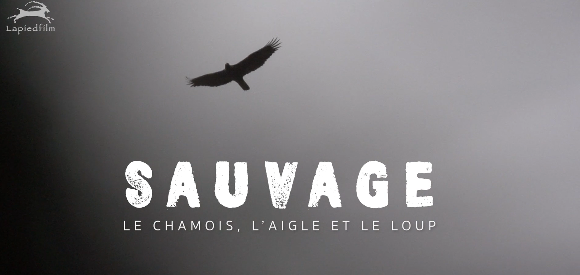 Projection LAPIED "SAUVAGE - Le Chamois, l'Aigle et le Loup " | Cinéma de montagne