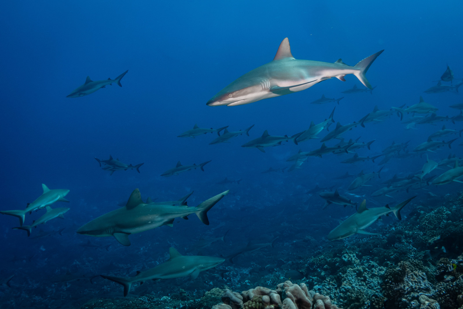 Le Mur De Requins Gris