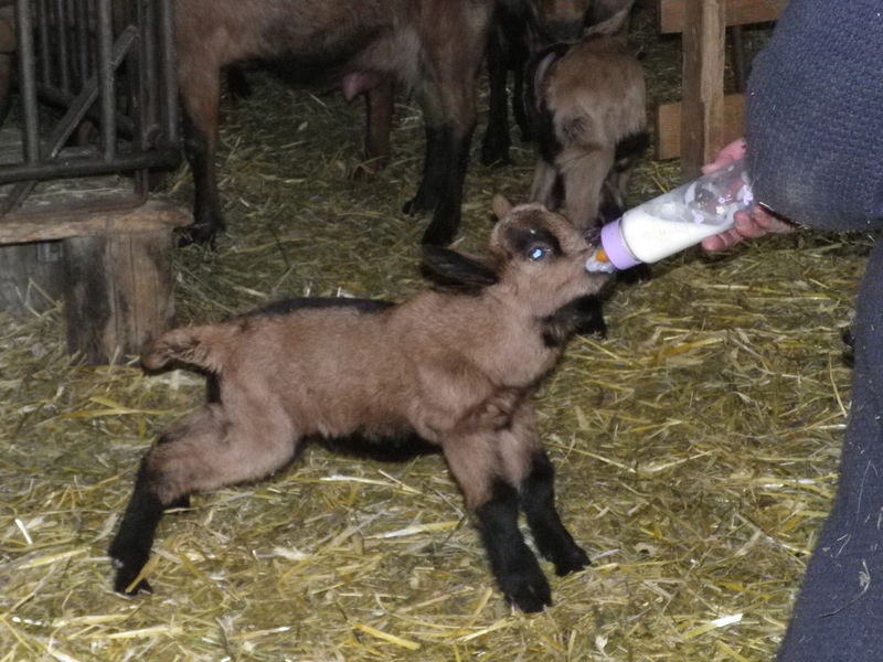 Visite de la ferme découverte les Jassines
