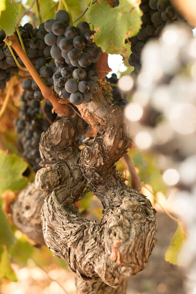 Domaine de Grangeneuve - Roussas