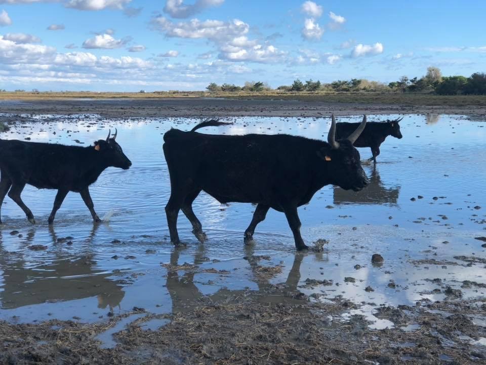 Le Petit Train Camarguais - photo 3
