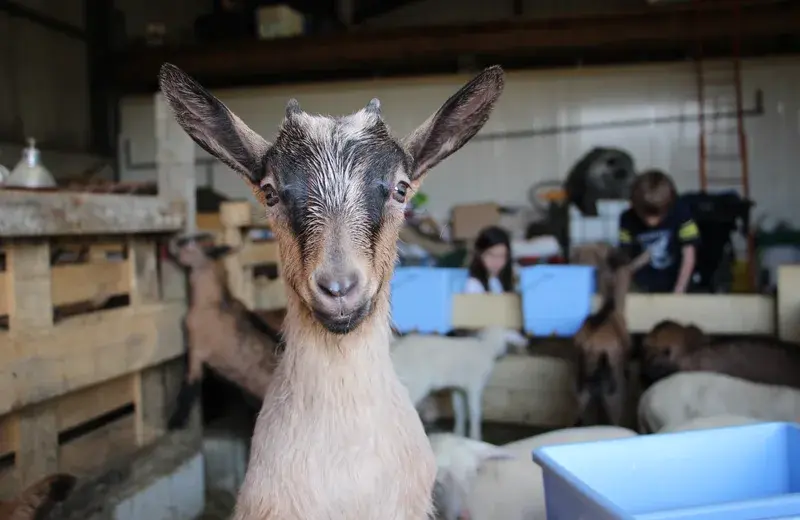 La Bergerie du vieux moulin_Les Vastres