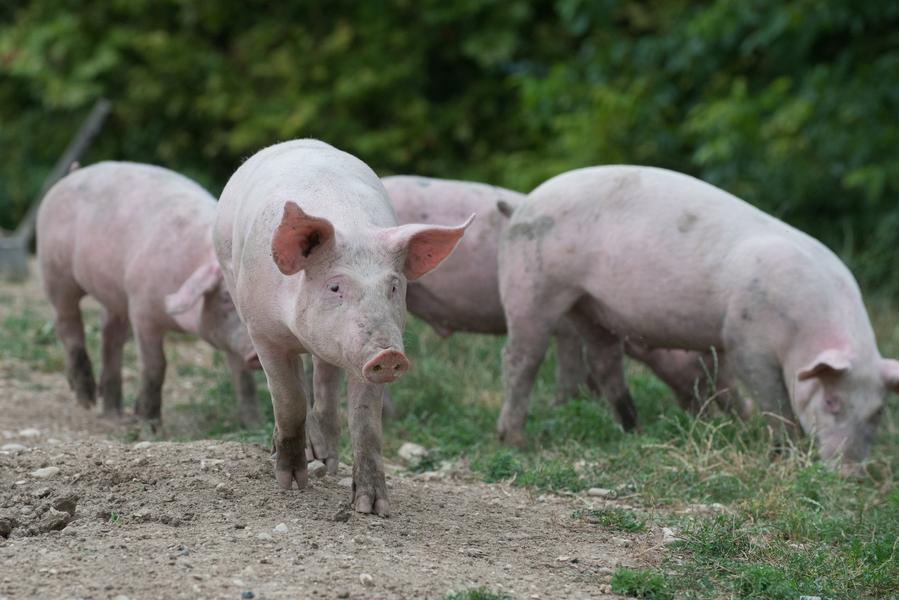Elevage de Santalé - producteurs des Balcons du Dauphiné - Nord Isère - à une heure de Lyon