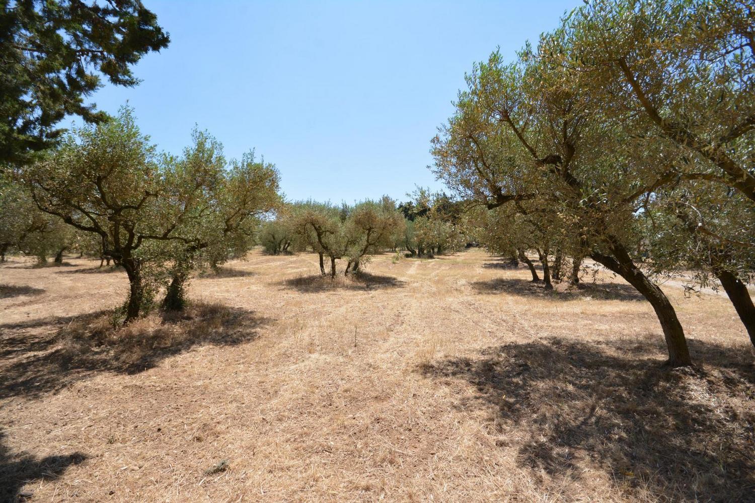 Le Figuier, Paradou - photo 35