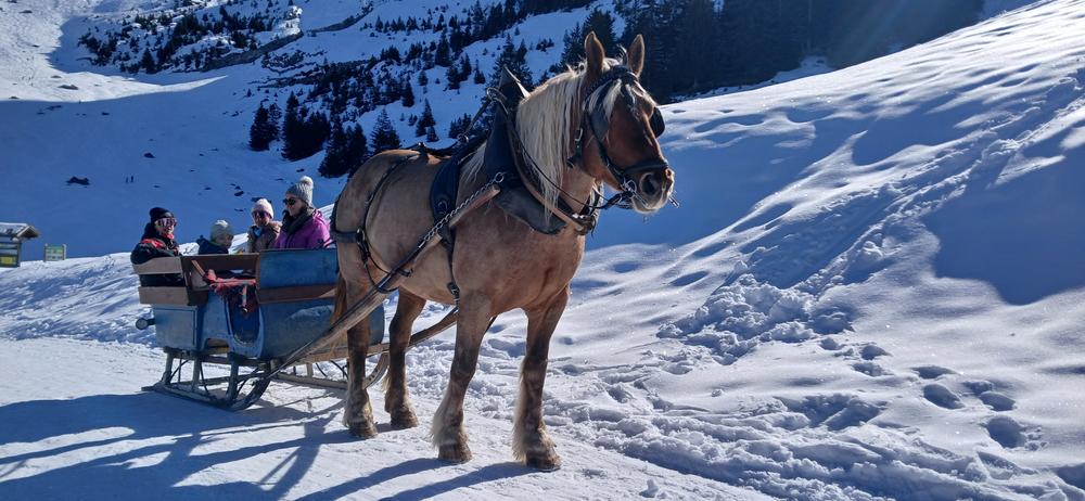 Horse sled on snow