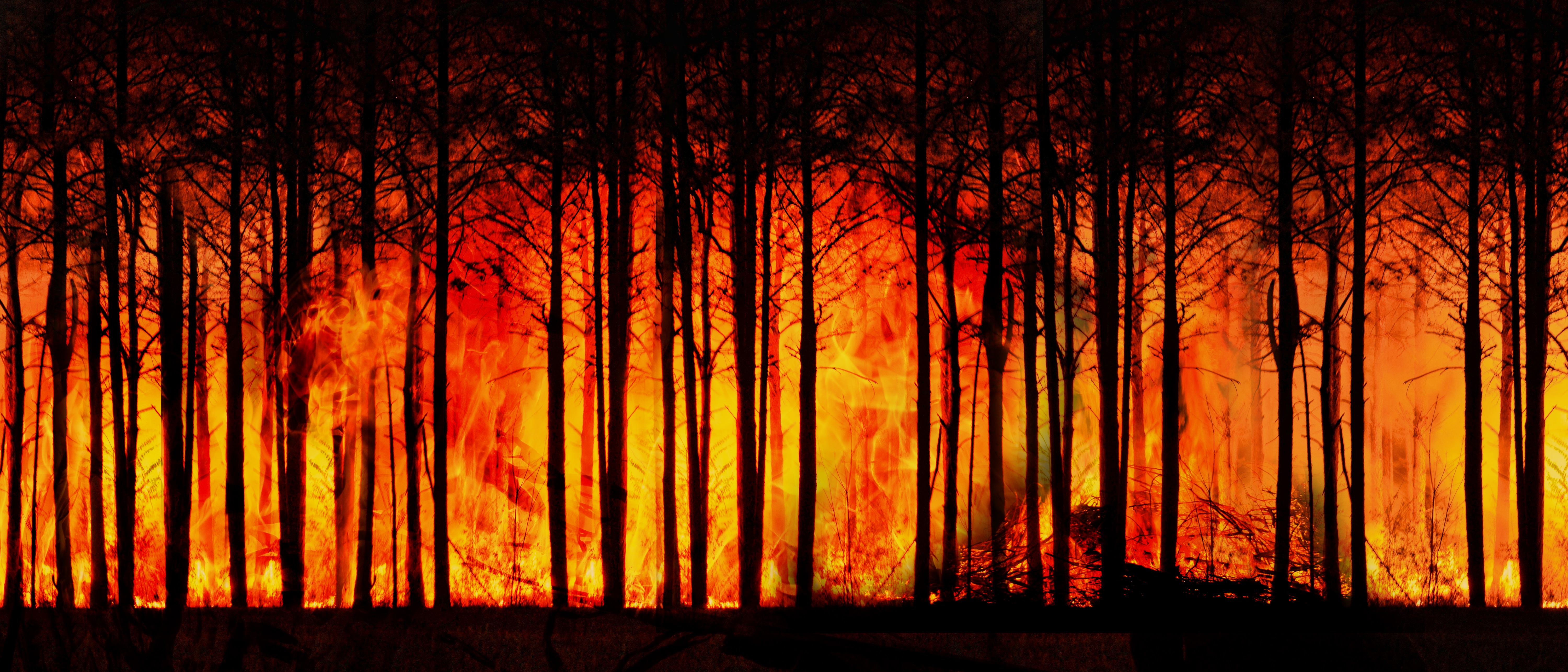 Feu la forêt