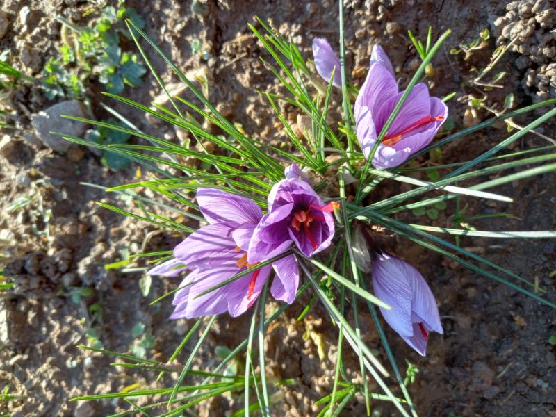 Fleurs