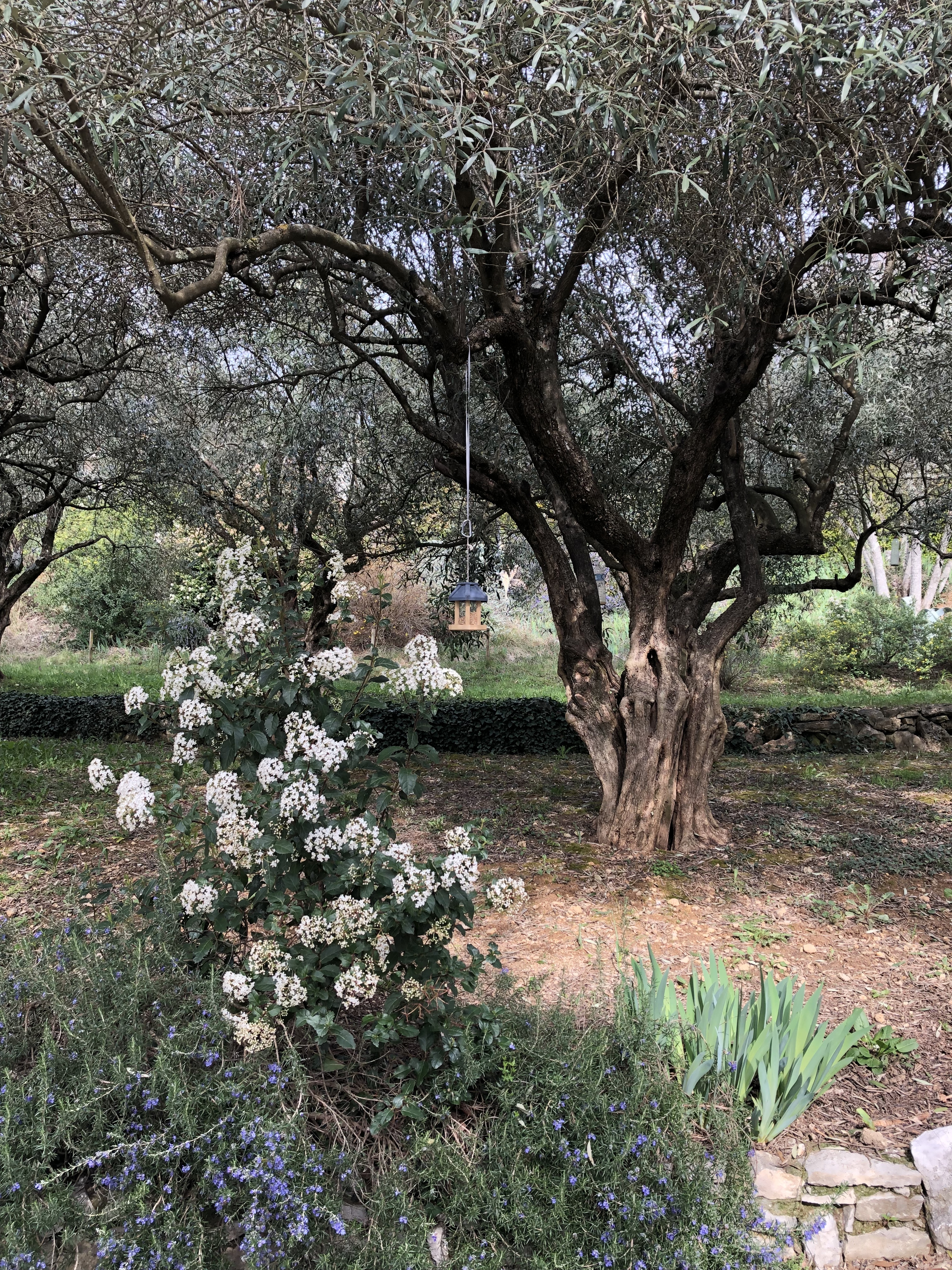 Visite de l'oliveraie et de la miellerie de l’Oliveraie de la Bastide