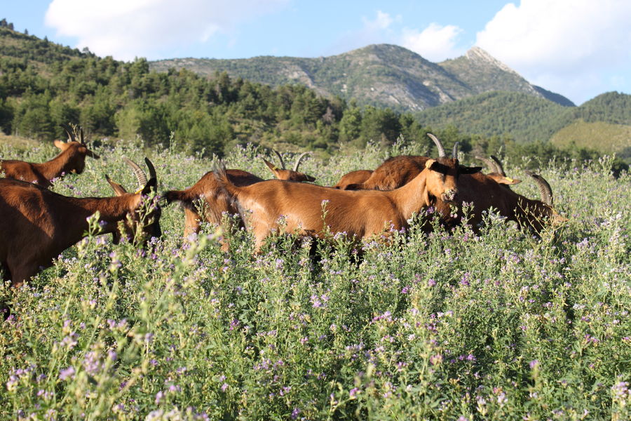 Visite de la ferme découverte les Jassines