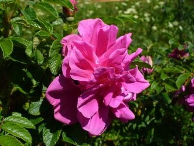 Roseraie de l'Haye (Rosa rugosa - © Jardins des Hautes Terres Festival Lignes de Crêtes : Rencontre avec Anne Robichon_Saint-Michel-de-Chaillol - © Jardins des Hautes Terres