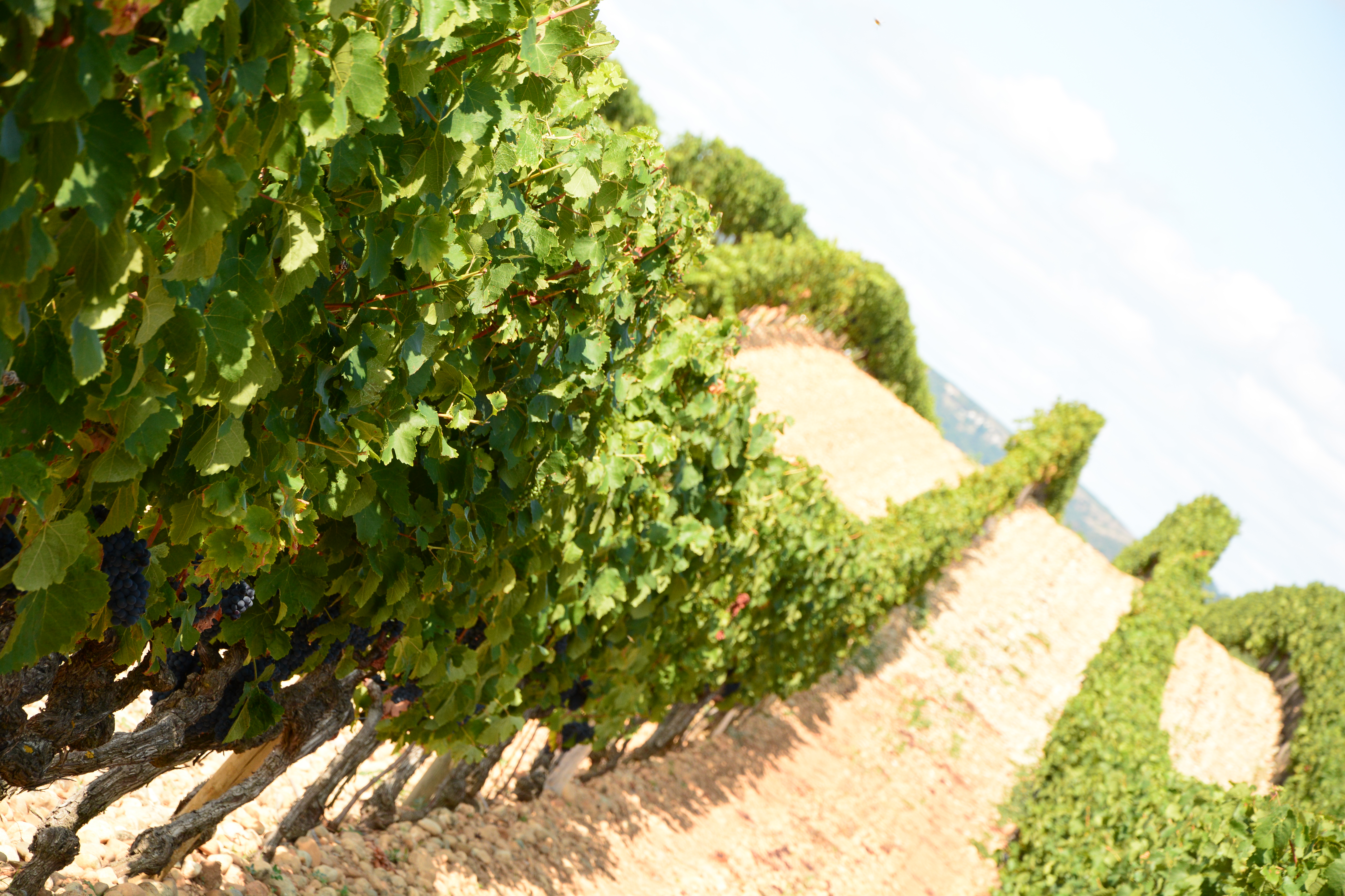 Rangée de vignes