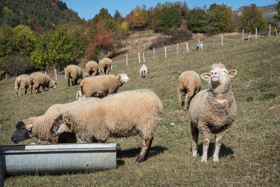 La Ferme du Grand-Veymont