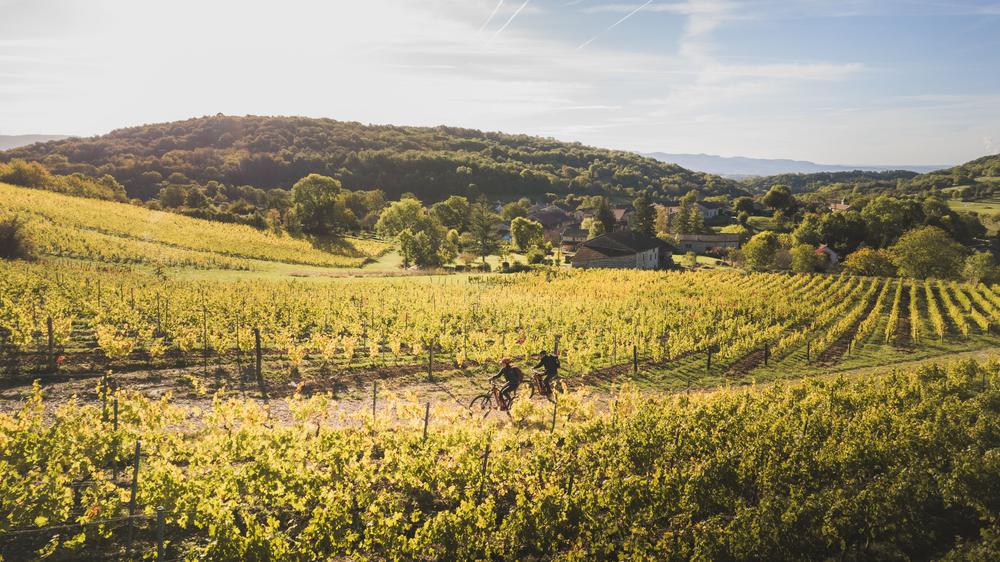 Circuit VTT n°21 (rouge) Vignoble du Revermont - Tour de Gravelles_Ceyzériat
