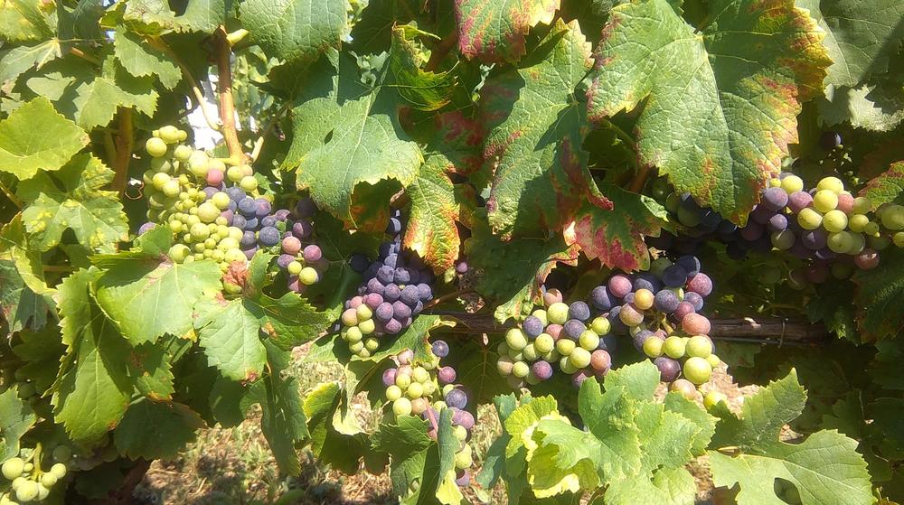 Caveau de la Bertinière