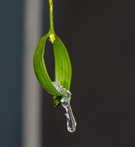 Christine Pascal - Photographe nature Aiguebelette