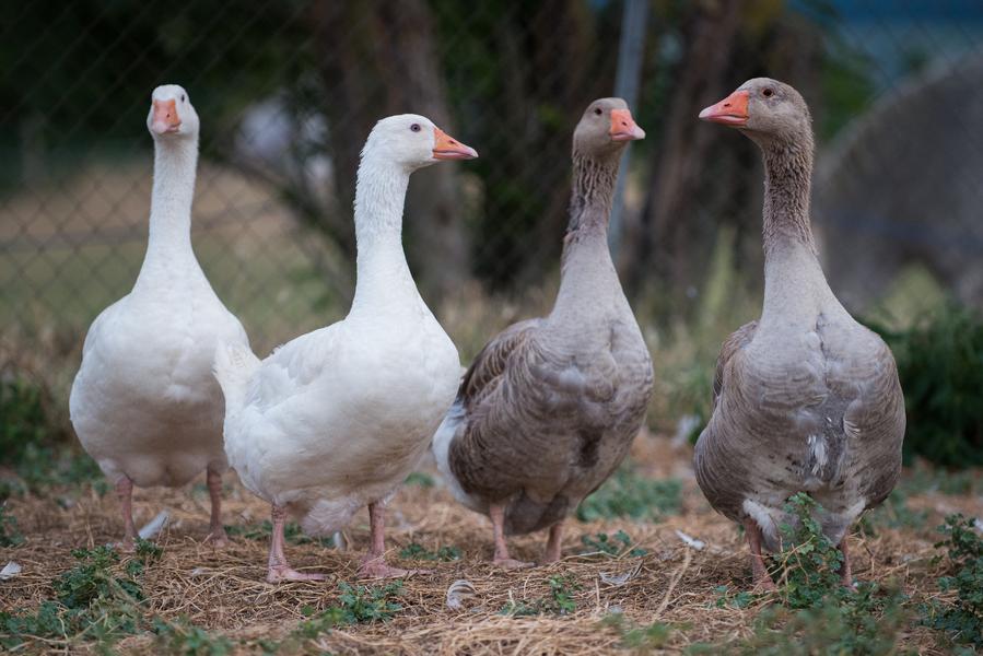 Elevage de Santalé - producteurs des Balcons du Dauphiné - Nord Isère - à une heure de Lyon