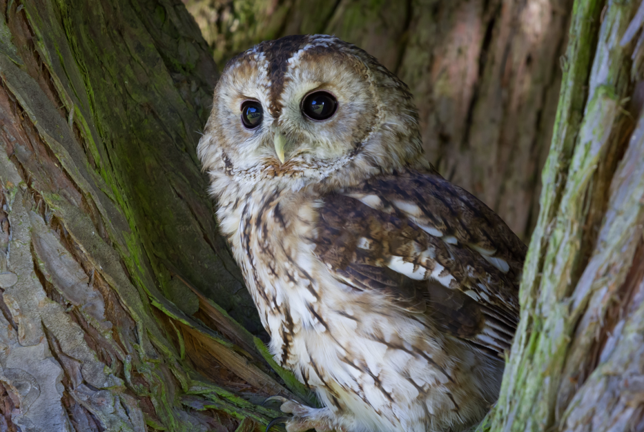 Nuits de la Chouette : conférence "Les rapaces nocturnes"_Les Orres