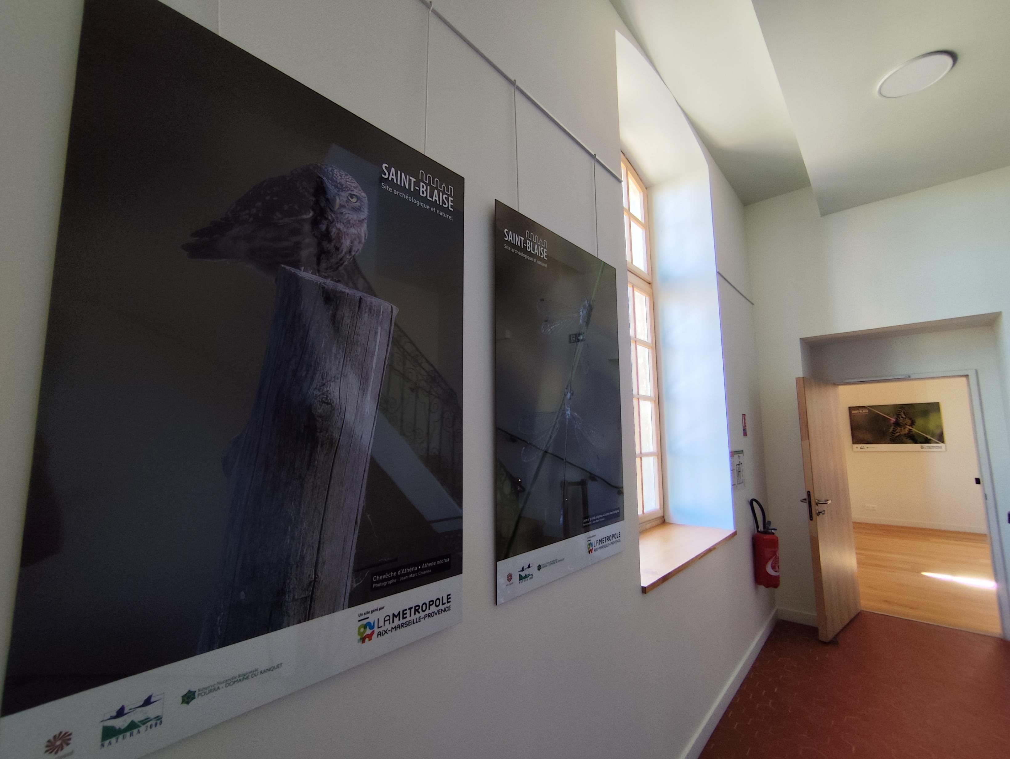 Exposition : biodiversité, regards croisés sur la faune et la flore locale, Martigues - photo 6