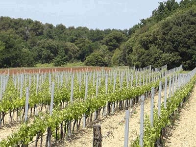 Domaine de Saint-Julien les Vignes