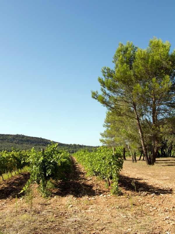 Domaine du Val de L'Oule - photo 2
