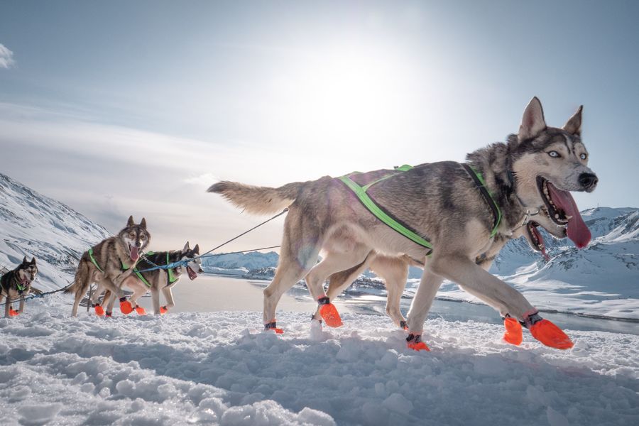 La Grande Odyssée Val Cenis