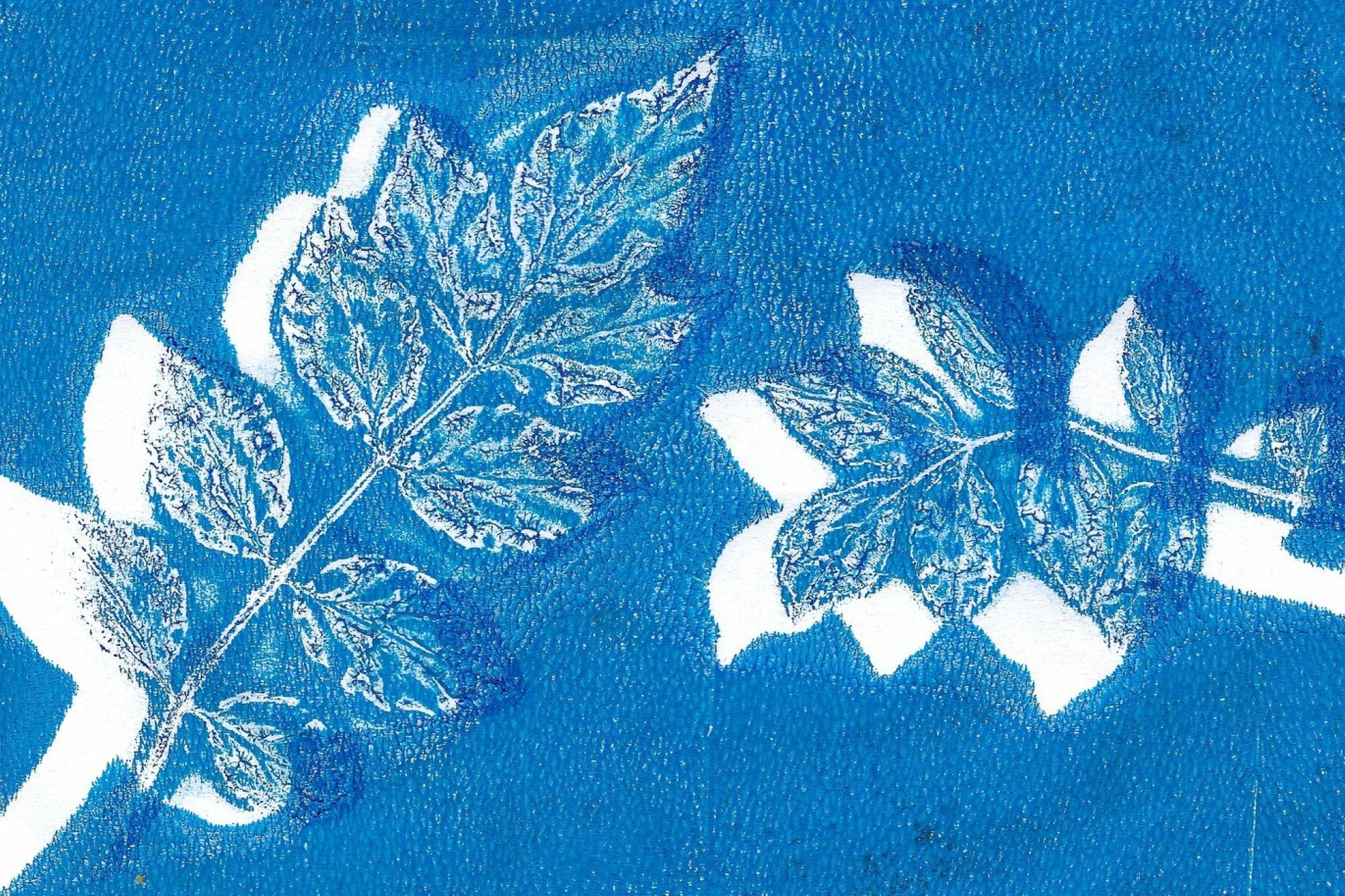 Atelier de cyanotype_Davézieux