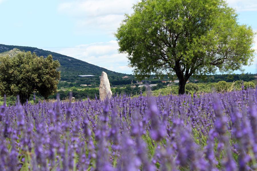 Maison de la Lavande